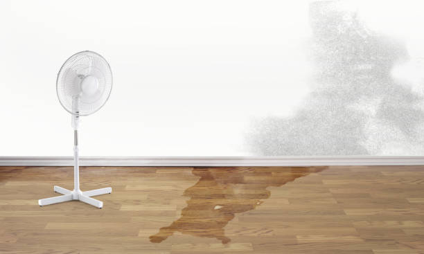 Best Professional water damage repair  in Union Hall, VA